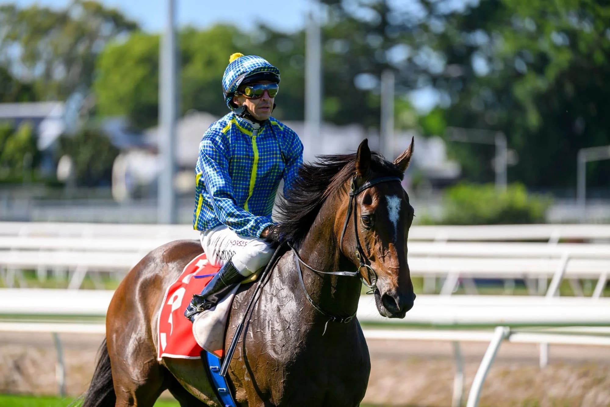 Matias Will Not Win the Frank Packer Plate